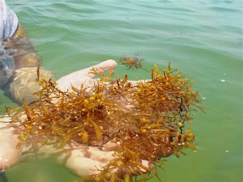 Maguc seaweed pisno beach